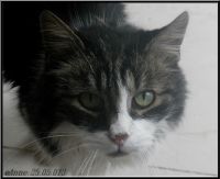 anneke